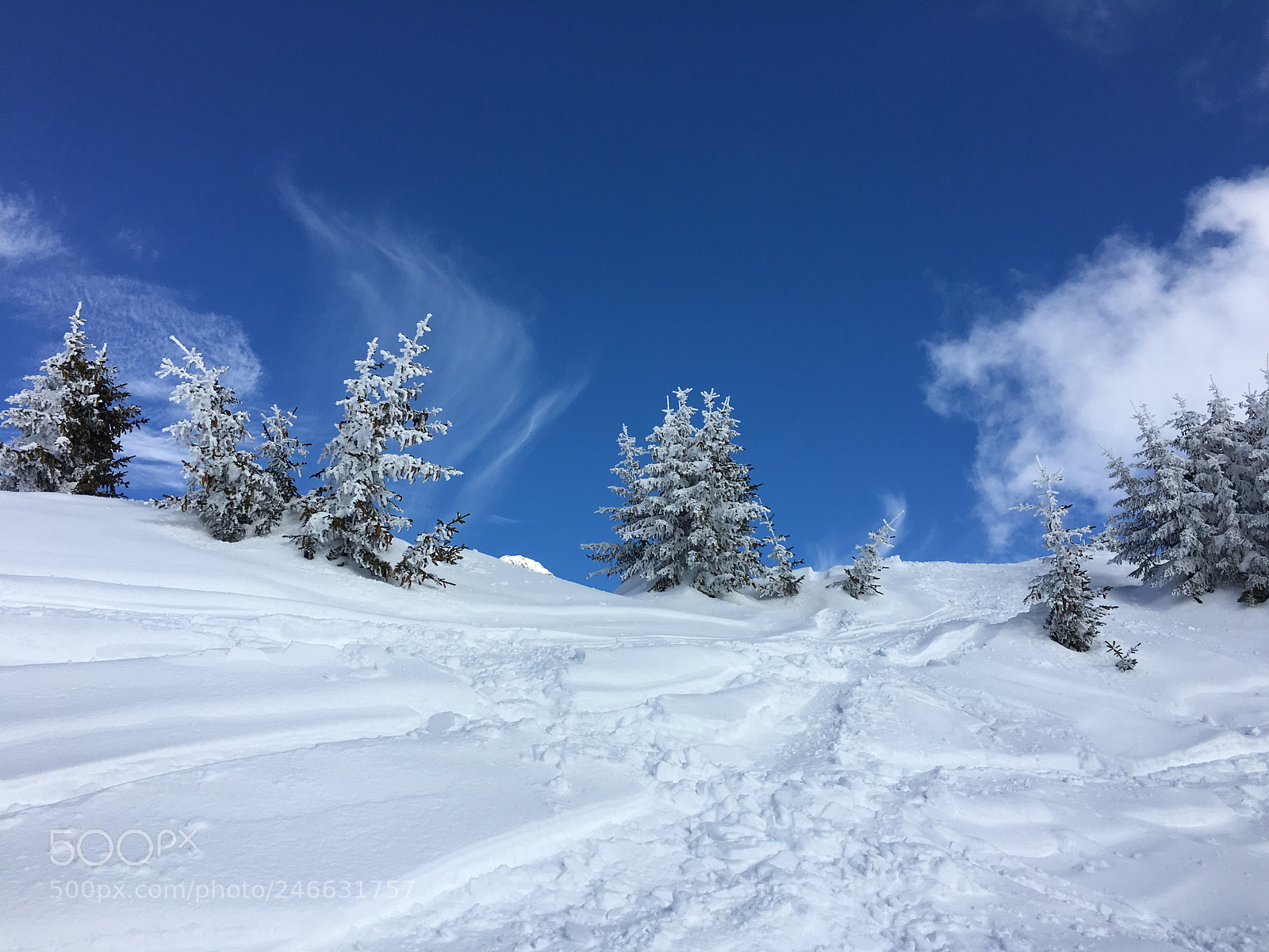 Apple iPhone 6s sample photo. Snowy trees photography