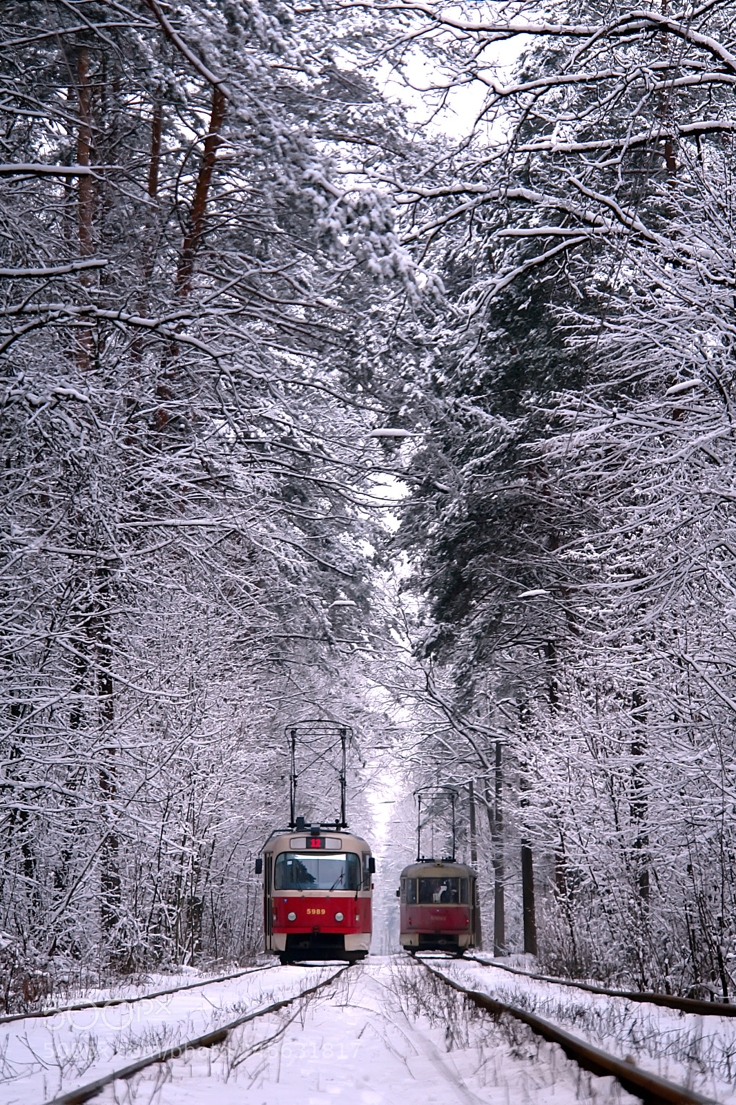 Sony DSC-R1 sample photo. Forest tram photography