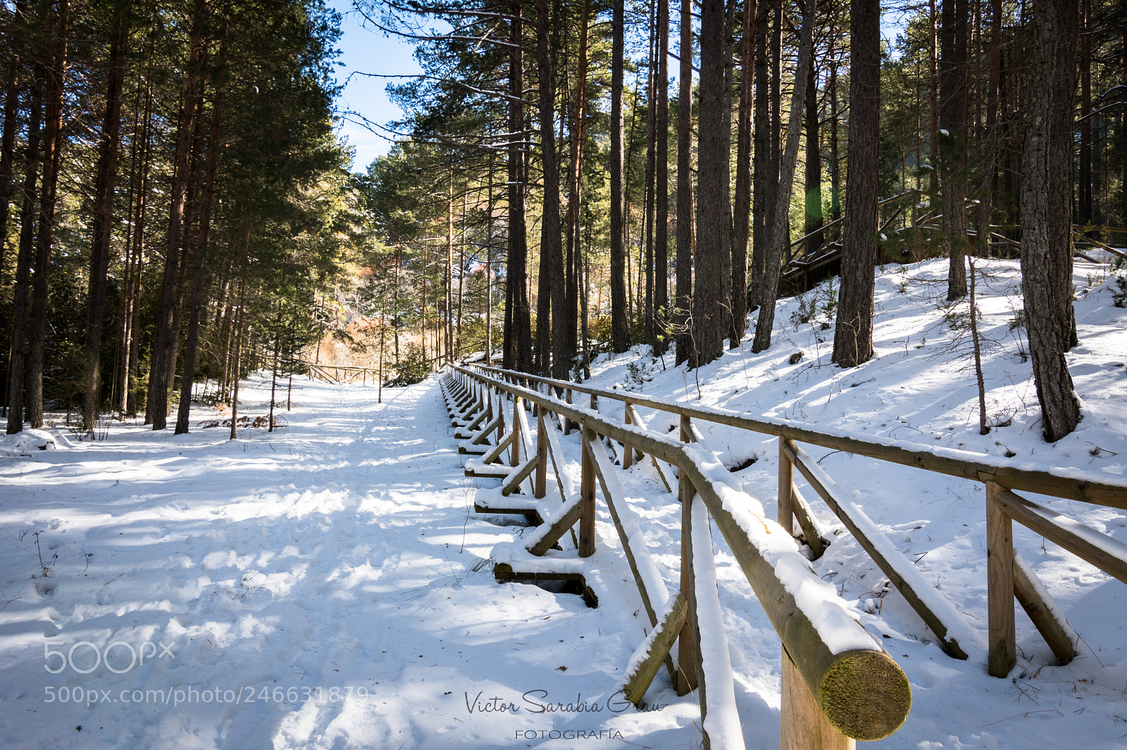 Nikon D7500 sample photo. The forest photography