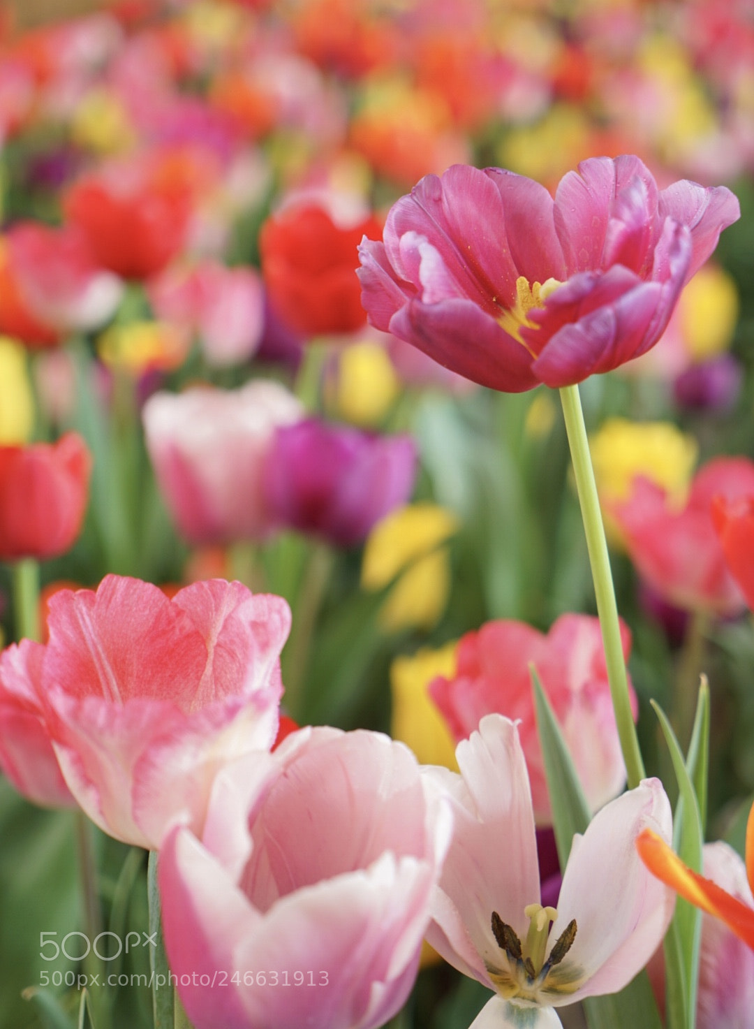 Sony a7 II sample photo. Tulips photography