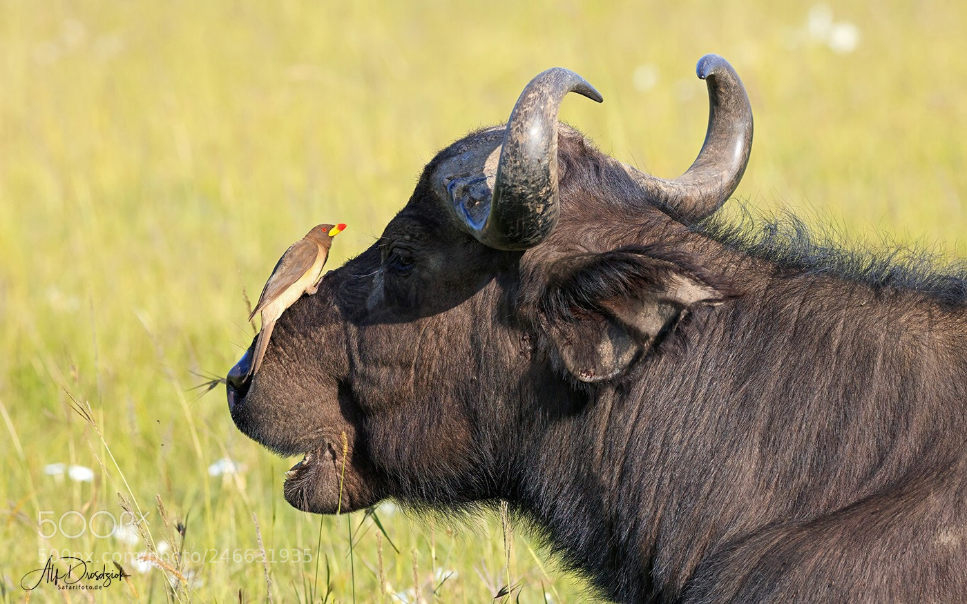 Canon EOS 5DS R sample photo. Buffalo with a little photography
