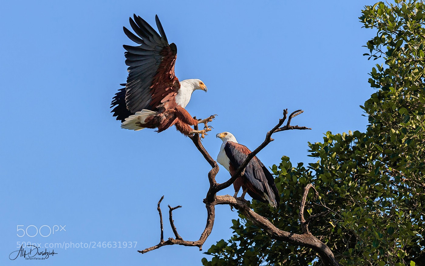 Canon EOS 5DS R sample photo. Landing of the eagle photography