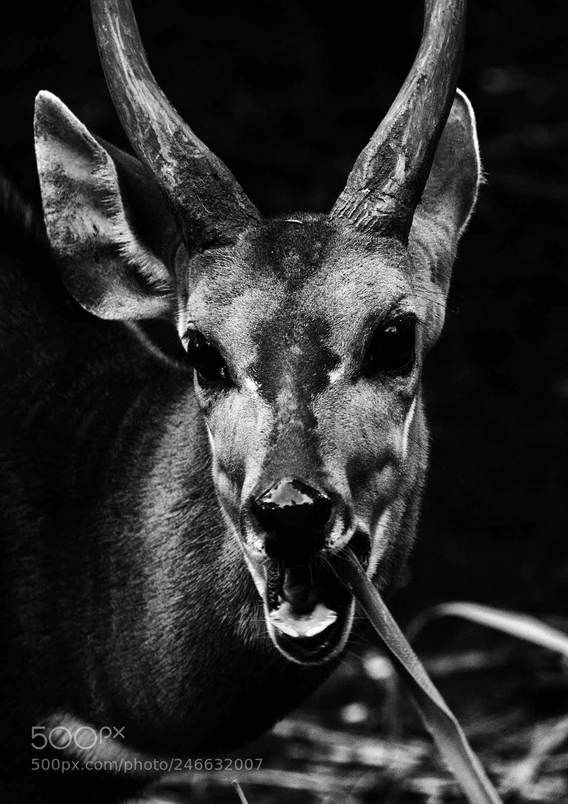 Nikon D800 sample photo. Antelope photography