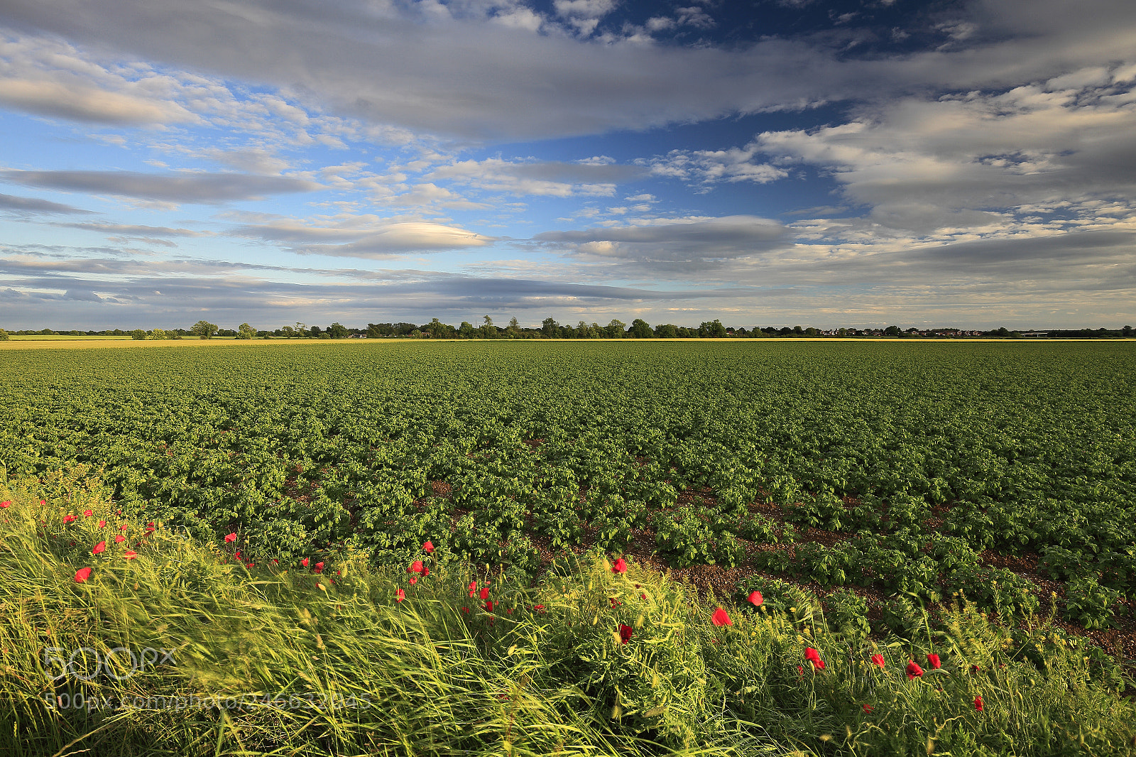 Canon EOS 5D Mark II sample photo. Summer barley crop in photography