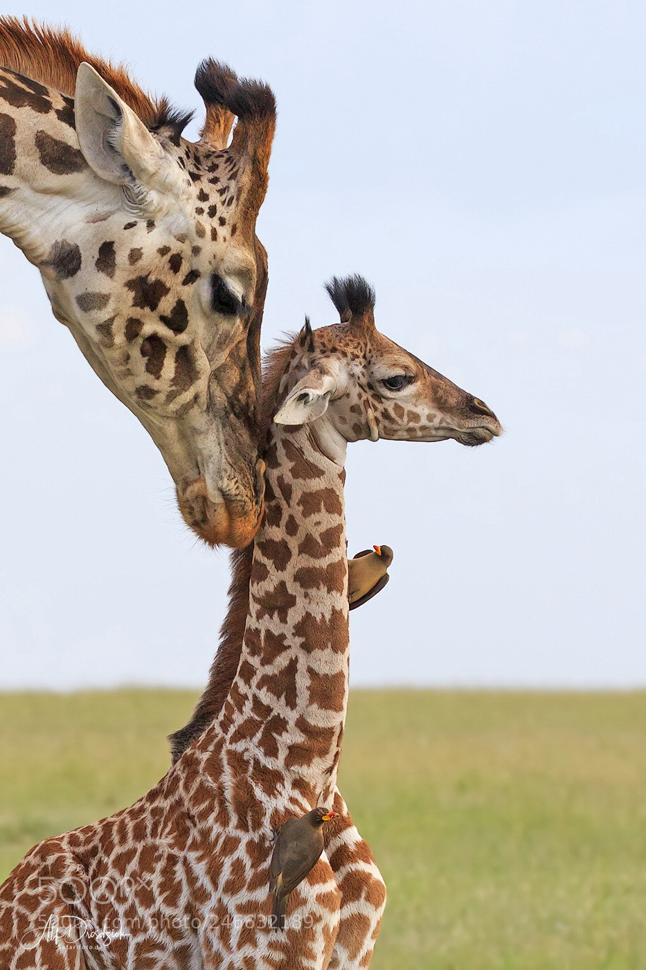 Canon EOS 7D Mark II sample photo. Giraffenbaby mit mama photography