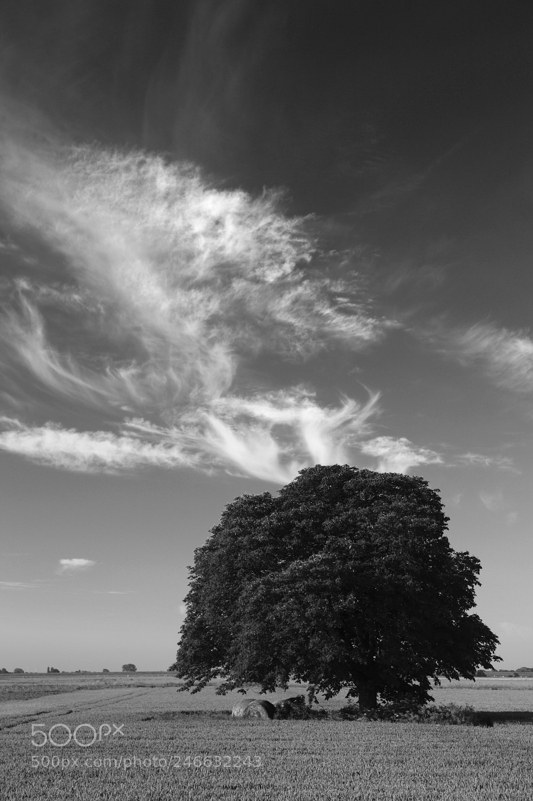 Canon EOS 5D Mark II sample photo. Summer beech tree, fenland photography