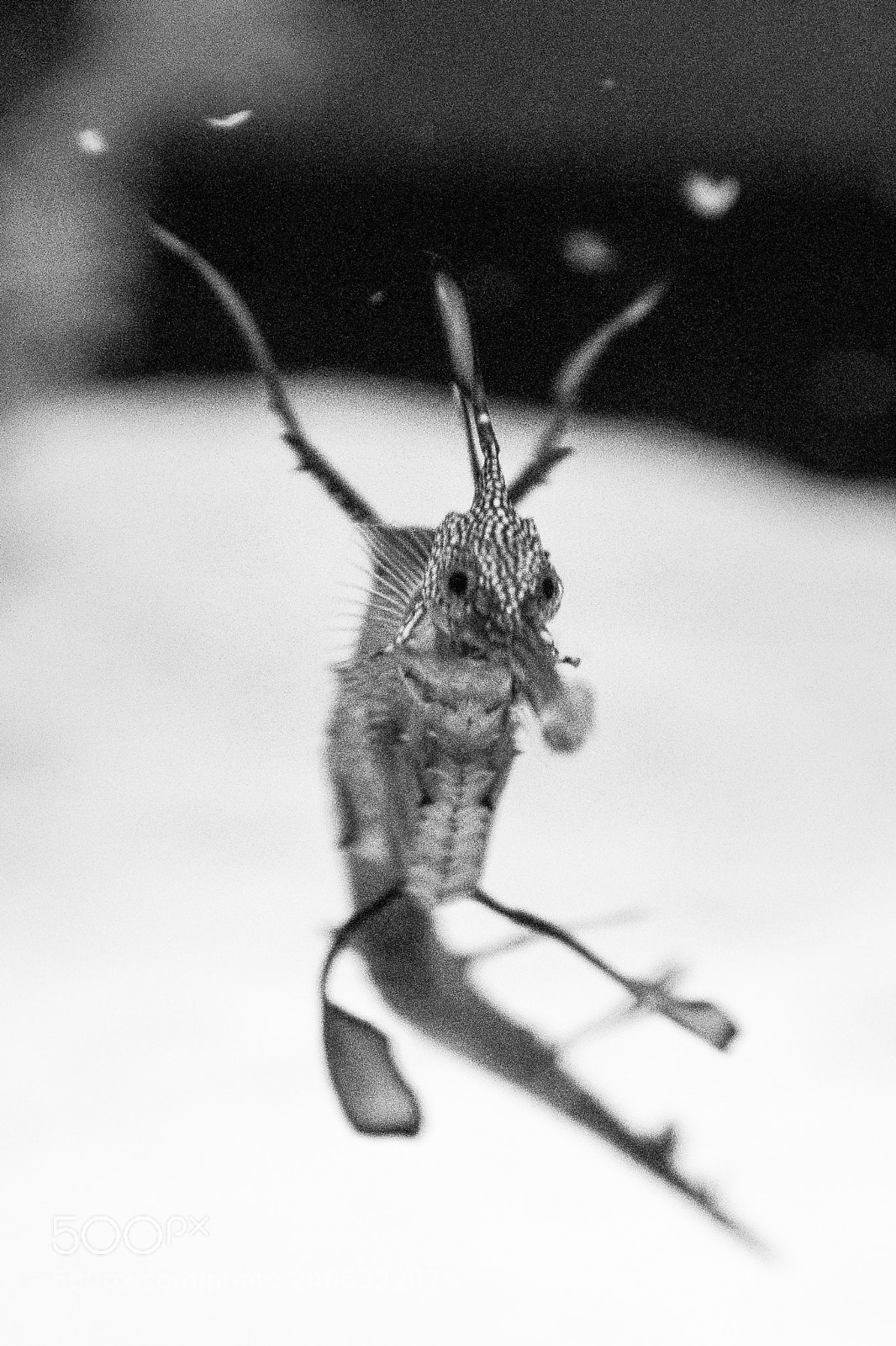 Nikon D500 sample photo. Dragon photography