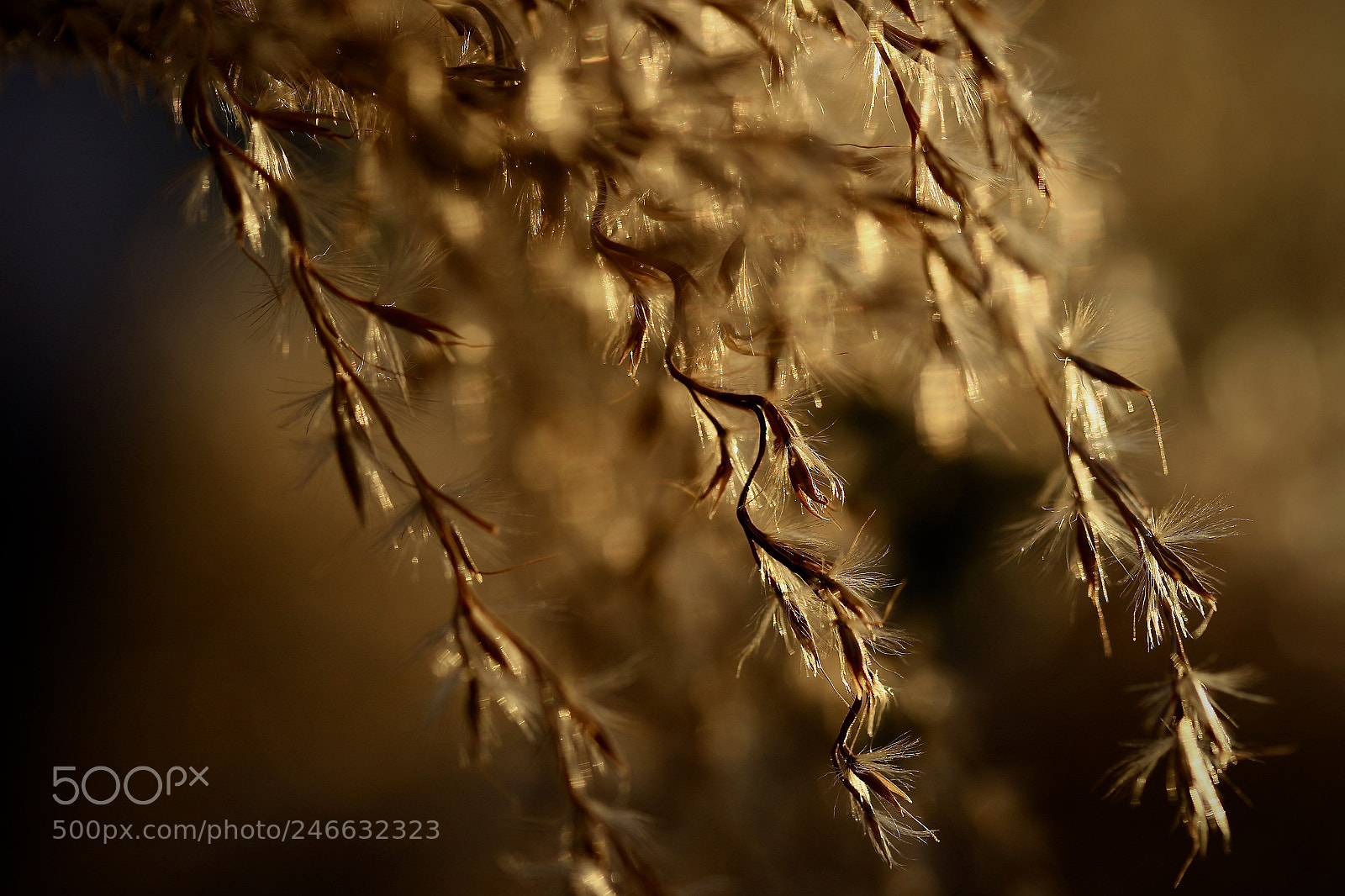 Canon EOS 7D Mark II sample photo. Macro photography