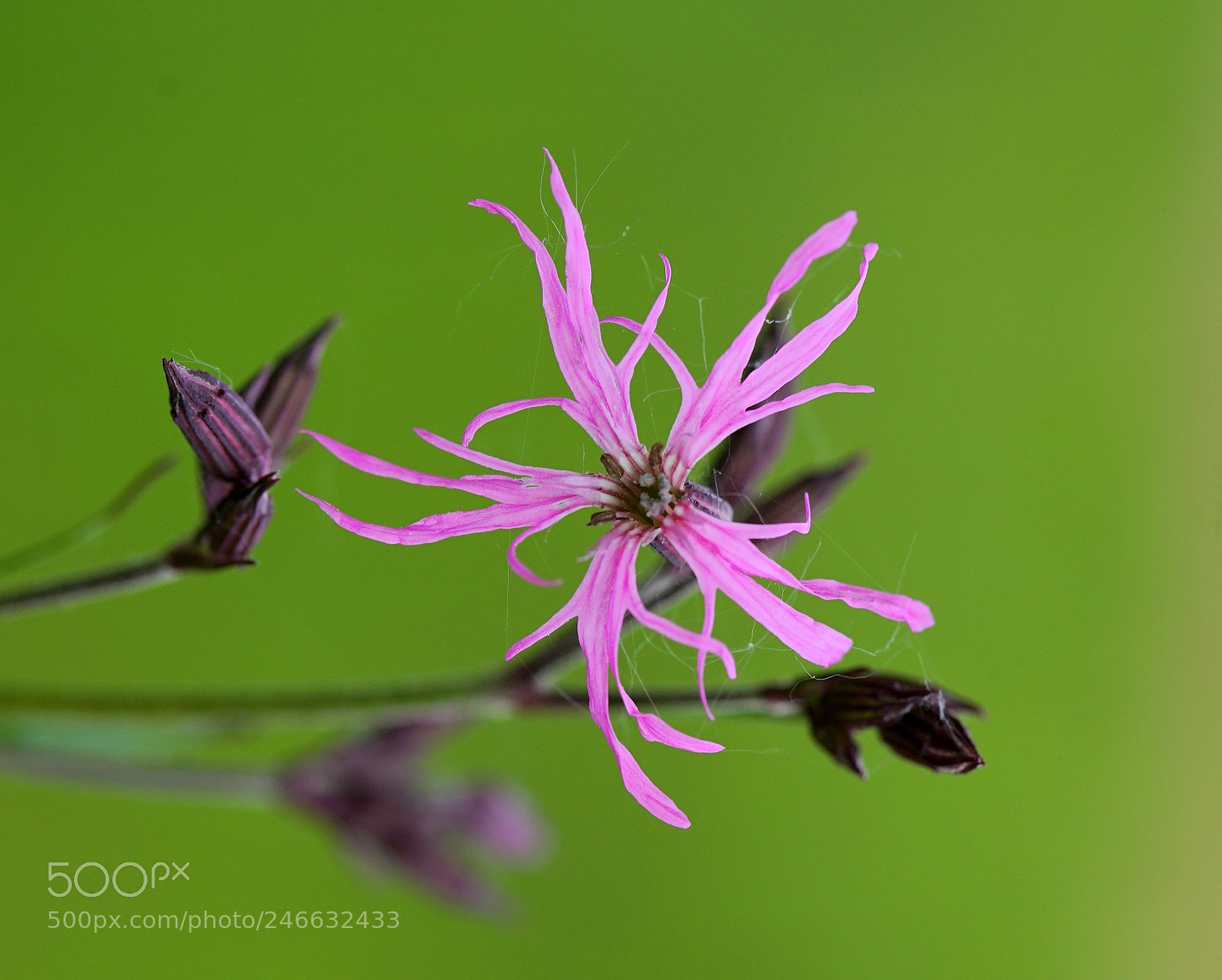 Sony a7 II sample photo. Wildflowers photography
