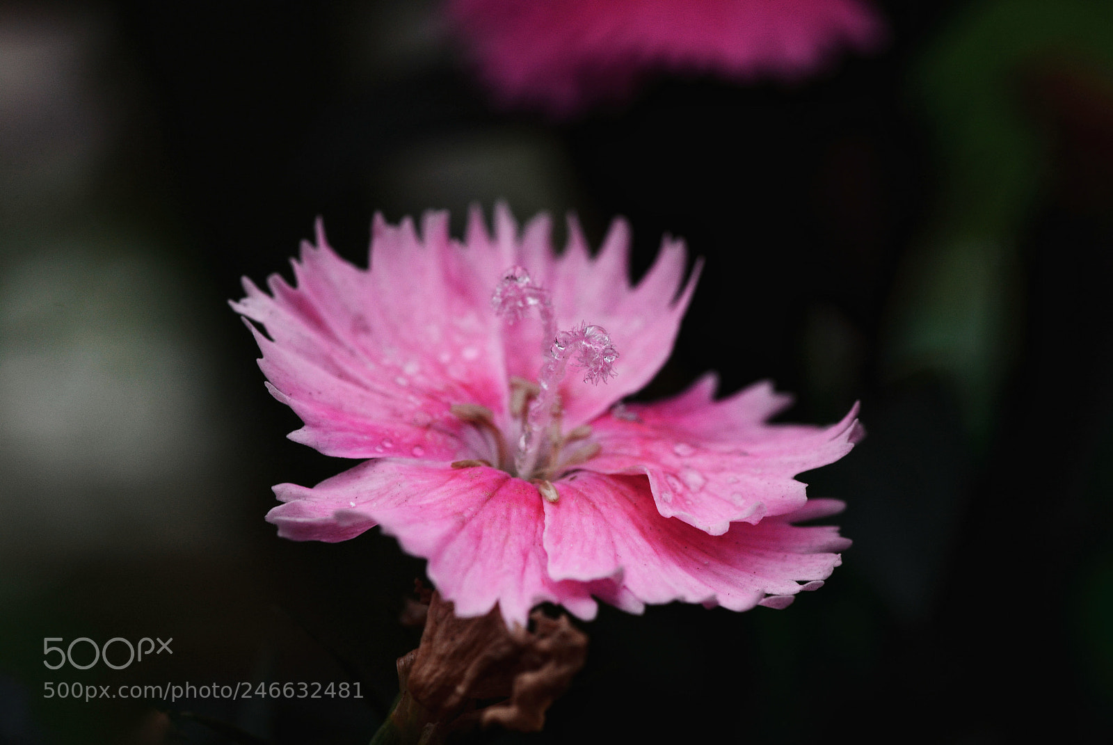 Nikon D7100 sample photo. Untitled photography
