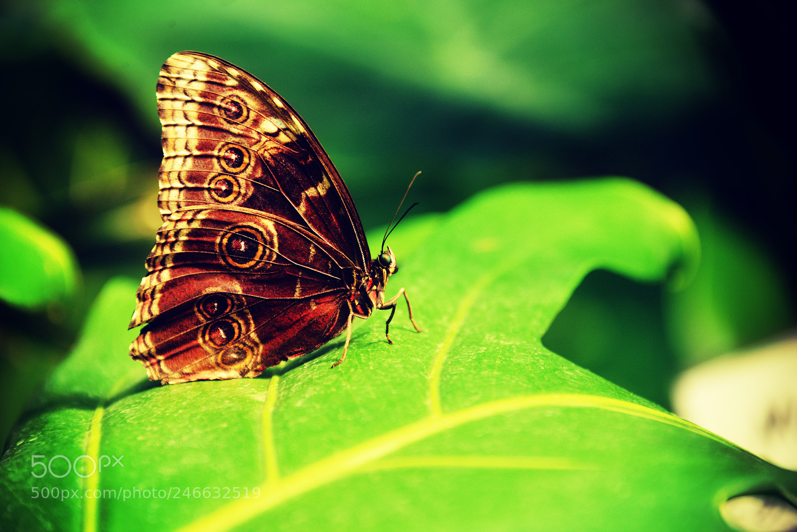 Nikon D800 sample photo. Owl butterfly photography