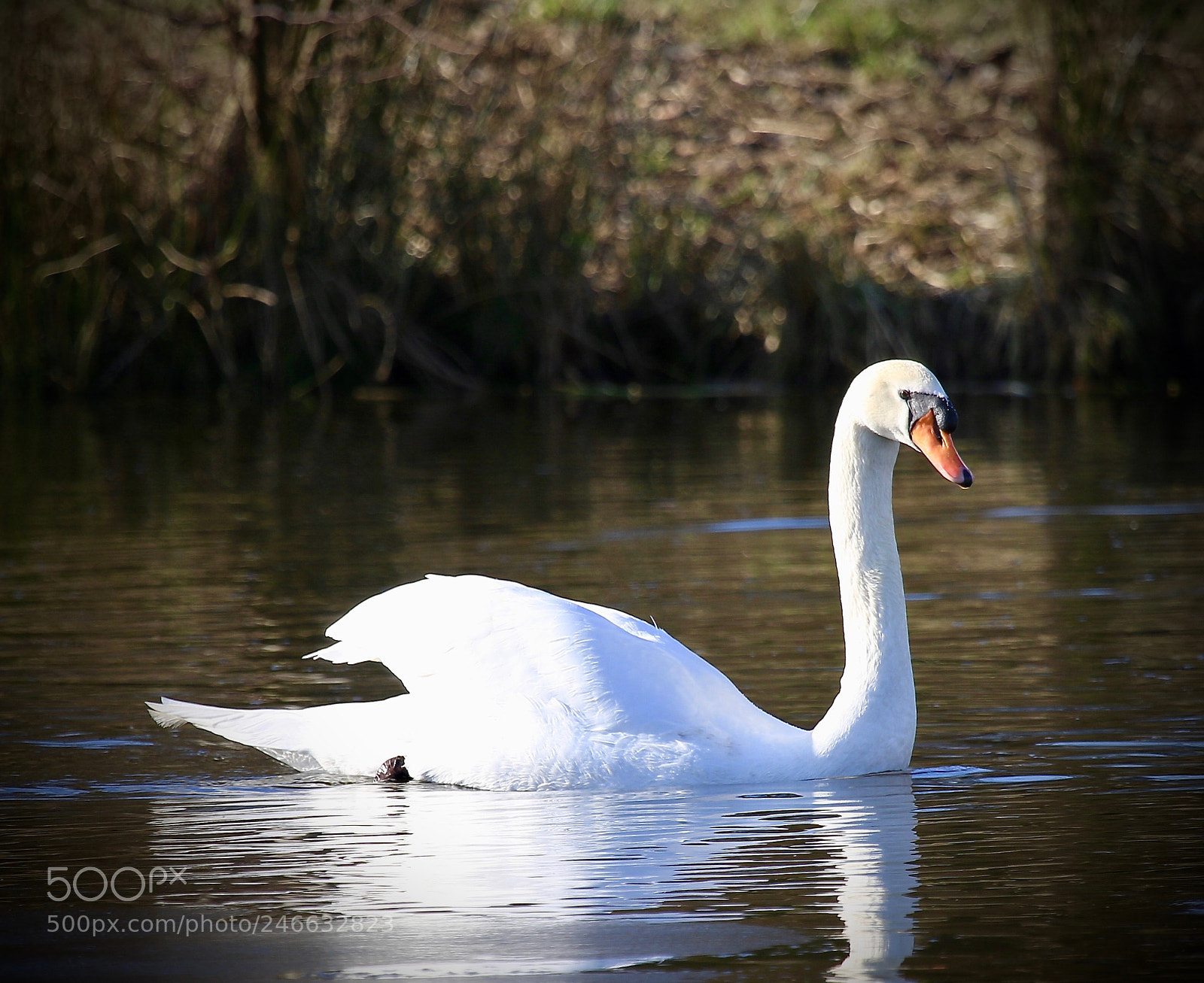 Canon EOS 7D Mark II sample photo. Lonely swan photography