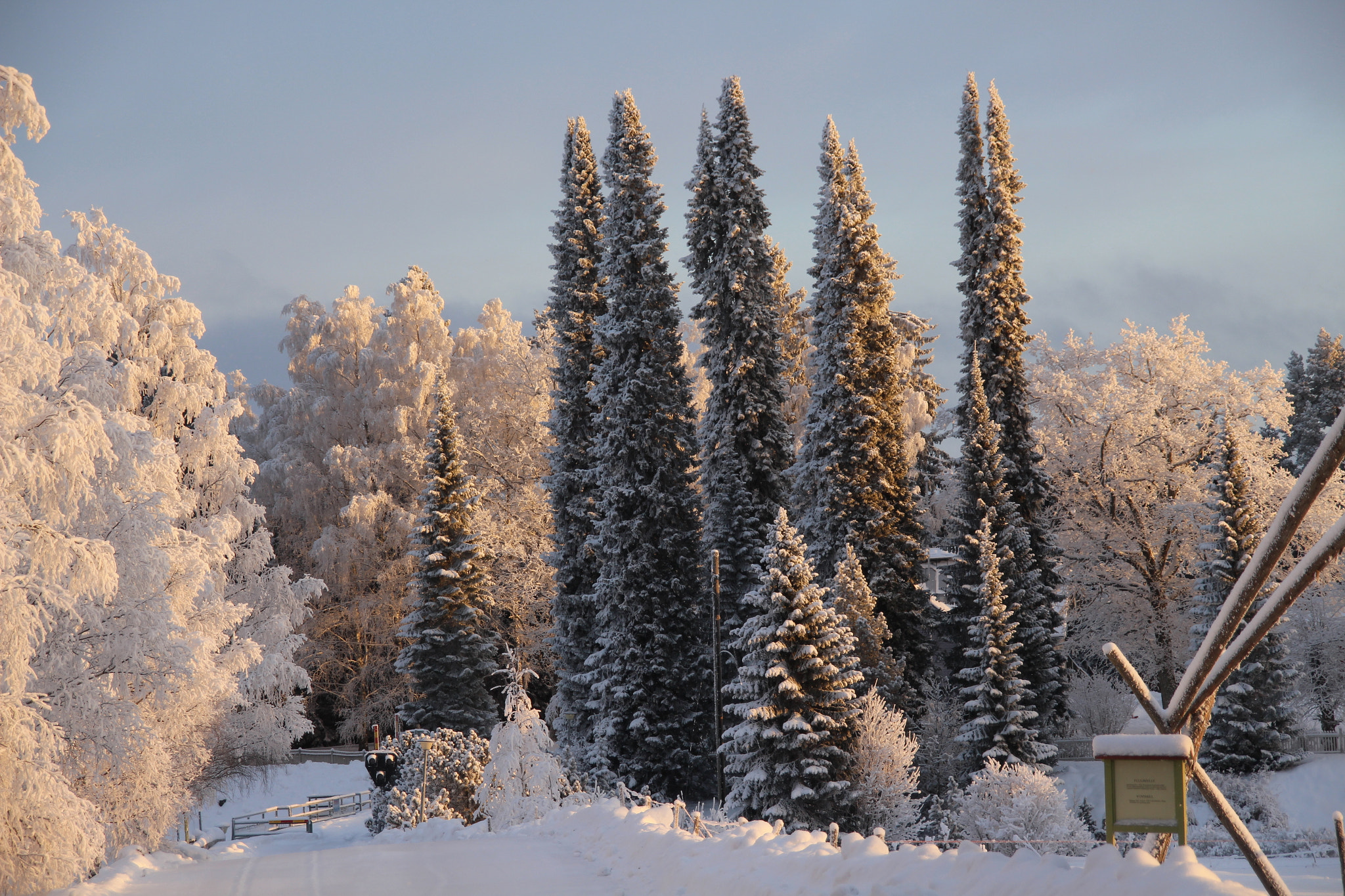 Canon EOS 700D (EOS Rebel T5i / EOS Kiss X7i) sample photo. Frozen trees.. photography