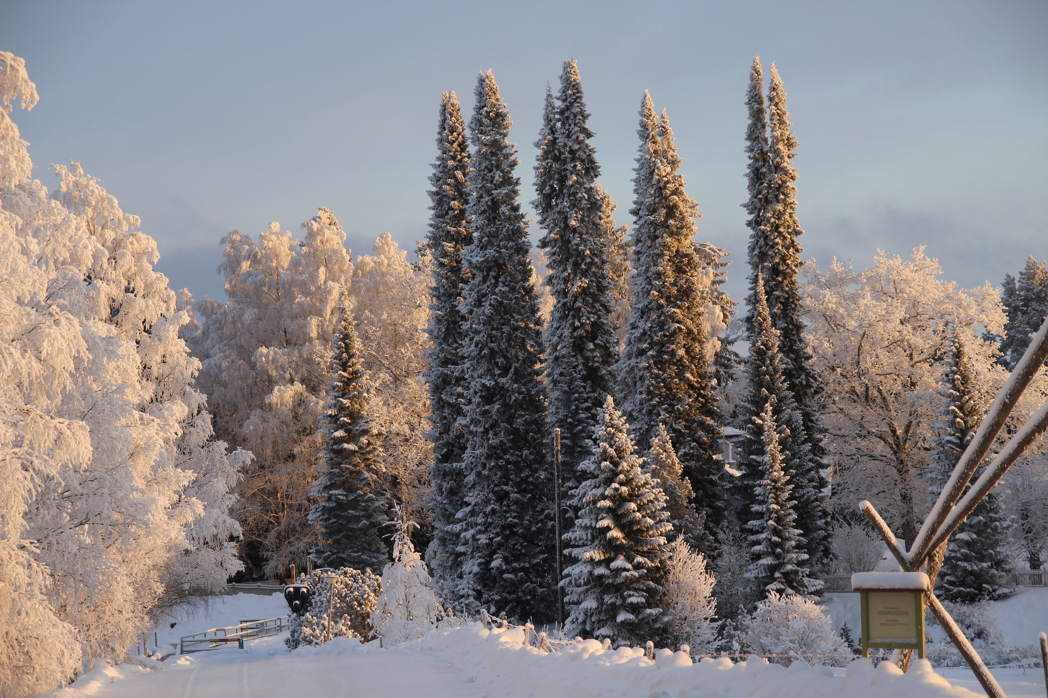 Canon EOS 700D (EOS Rebel T5i / EOS Kiss X7i) + Sigma 18-200mm f/3.5-6.3 DC OS sample photo. Frozen trees.. photography