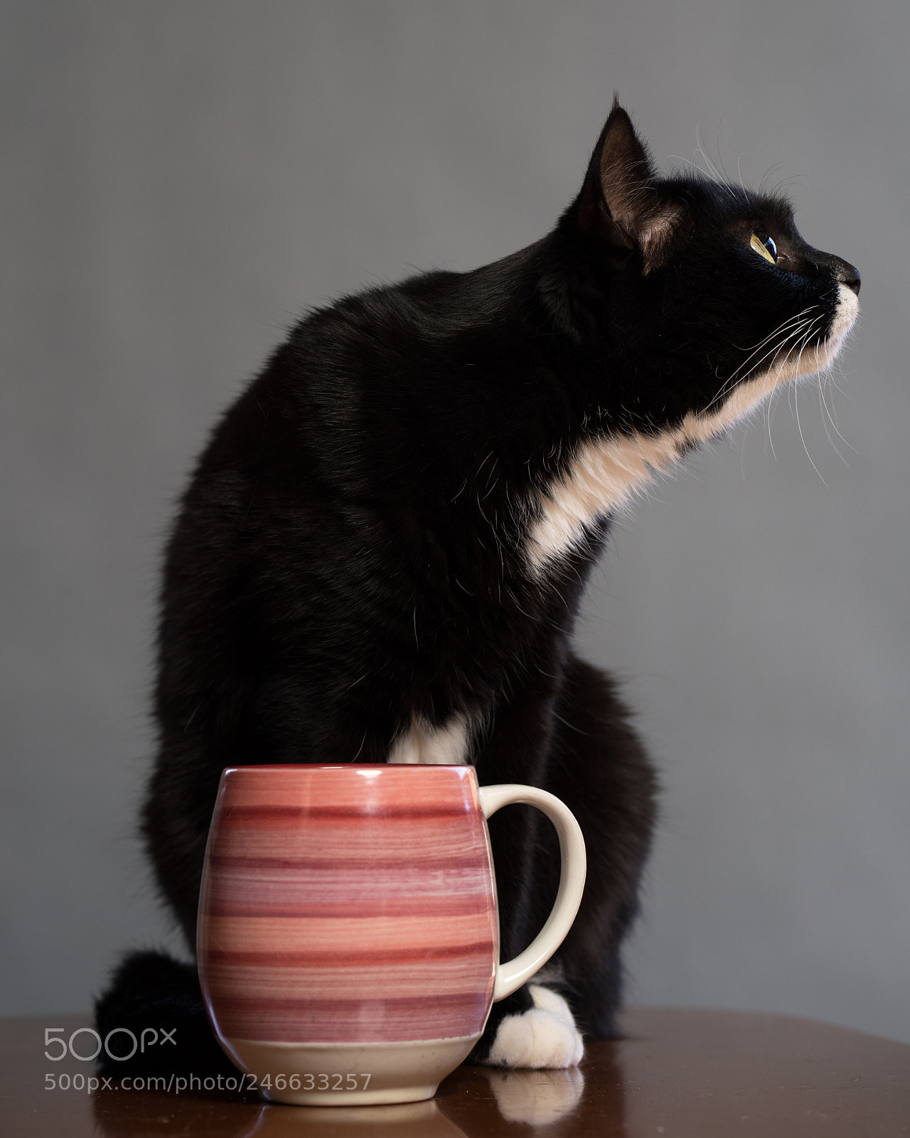 Sony a7R III sample photo. Kitties on a gray photography