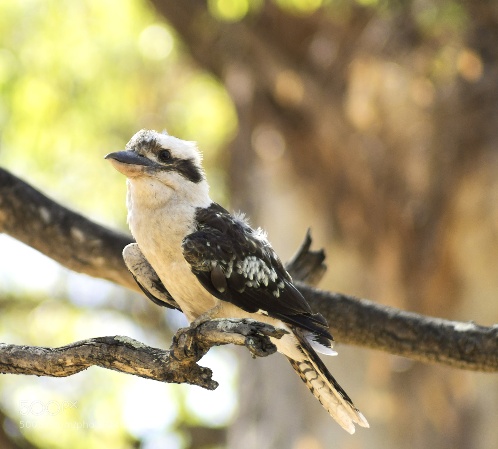 Canon EOS 1200D (EOS Rebel T5 / EOS Kiss X70 / EOS Hi) sample photo. Laughing kookaburra photography