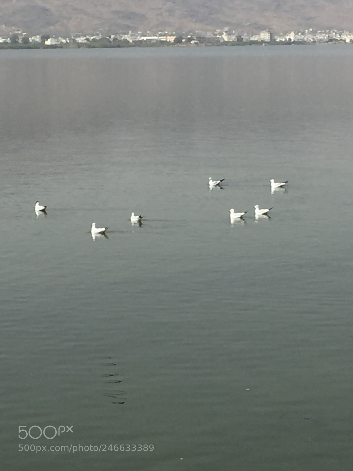 Apple iPhone 6 sample photo. Ana sagar lake in photography