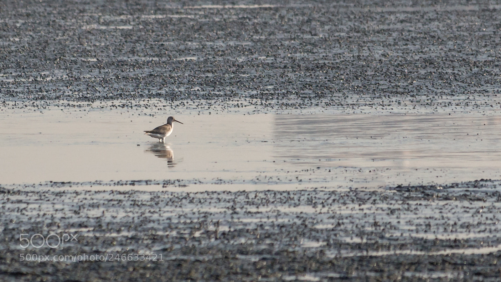 Canon EOS 700D (EOS Rebel T5i / EOS Kiss X7i) sample photo. Little bird photography