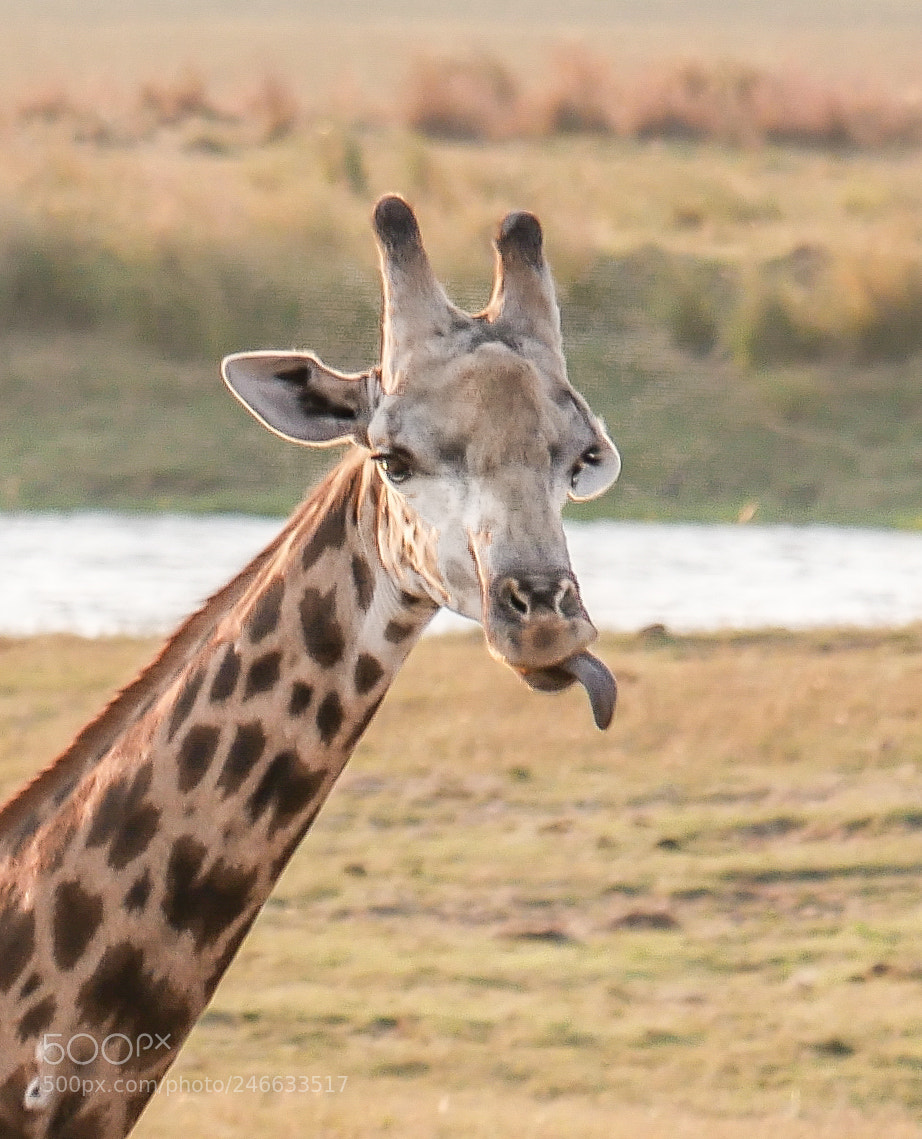 Panasonic DMC-G70 sample photo. Giraffe photography