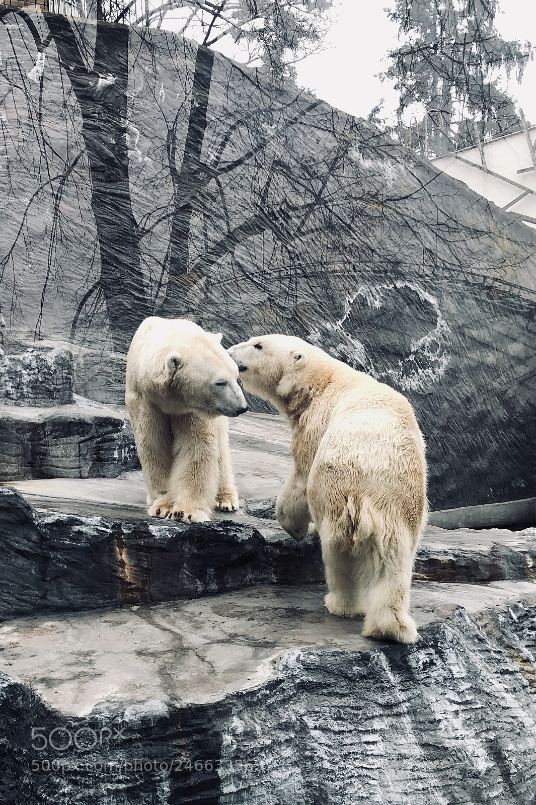 Apple iPhone 8 sample photo. Polar bears at prague photography