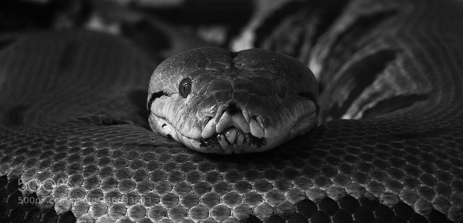 Panasonic Lumix DC-GH5 sample photo. Python reticulatus photography