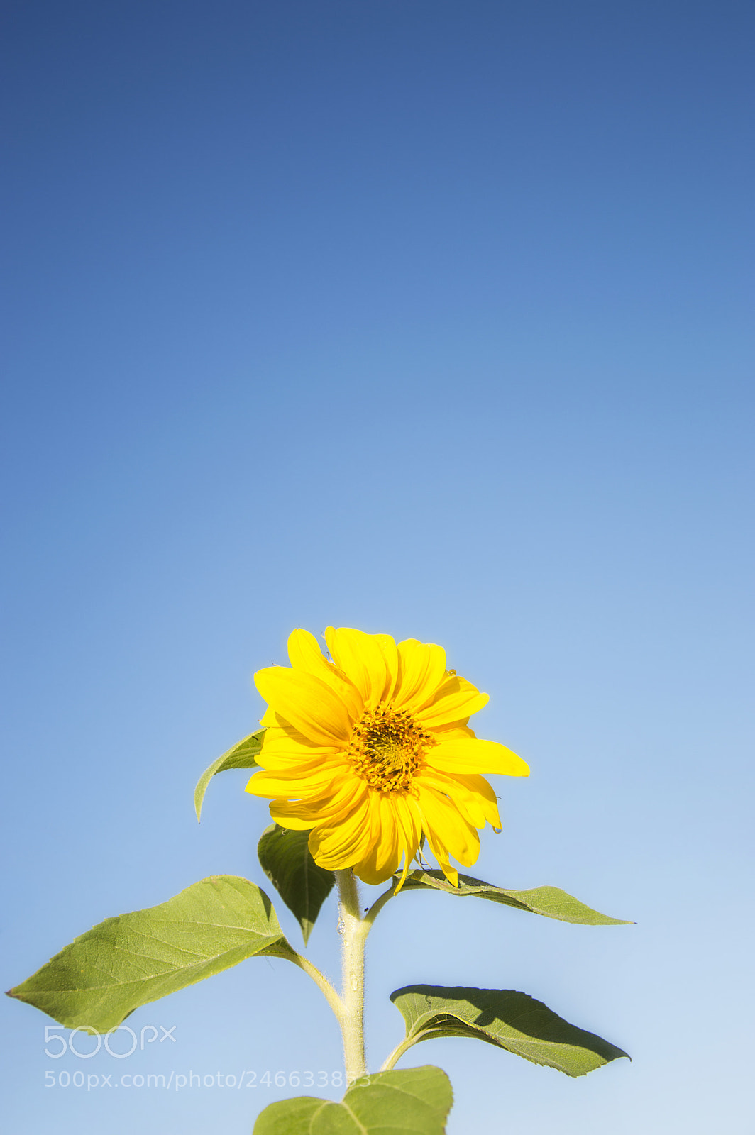 Nikon D3200 sample photo. Sunflower morning photography