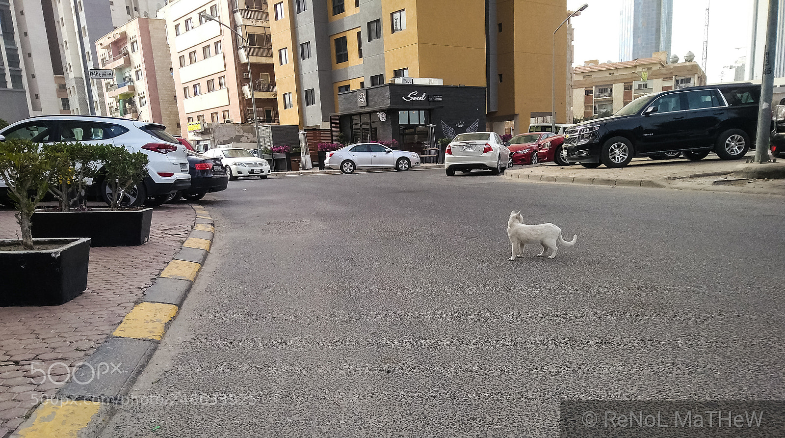 Motorola Moto G (5S) Plus sample photo. Cat in the modern photography