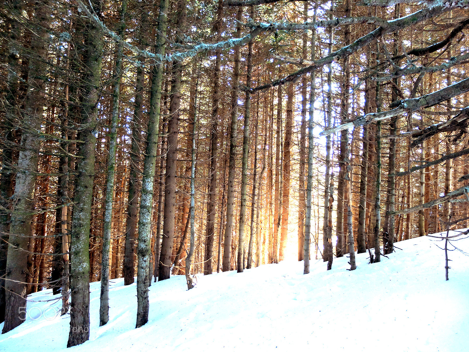 Fujifilm X20 sample photo. Forest photography