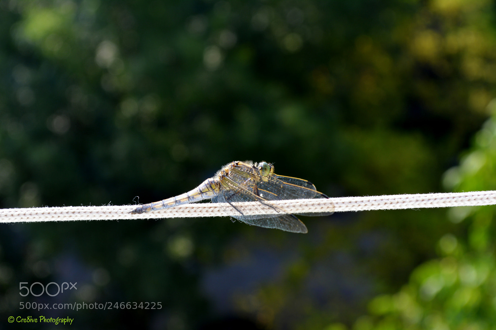 Nikon D5200 sample photo. Dragonfly resting on a photography