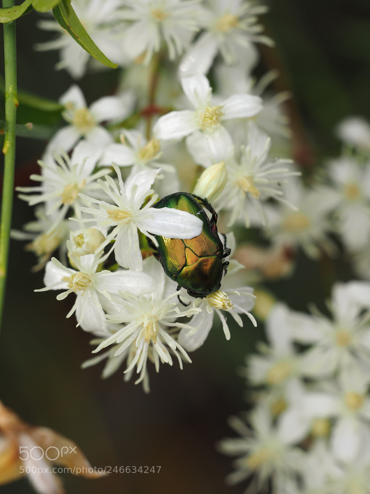 Olympus OM-D E-M1 sample photo. Bug photography