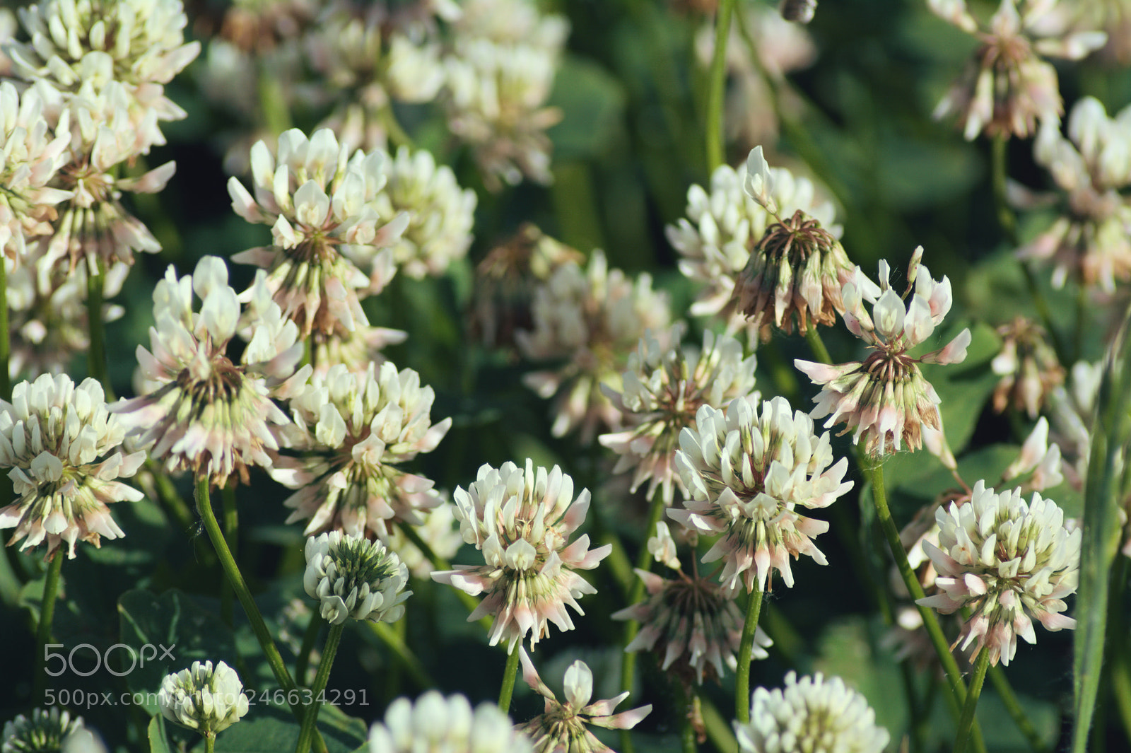 Nikon D5200 sample photo. Koniczynka6 photography
