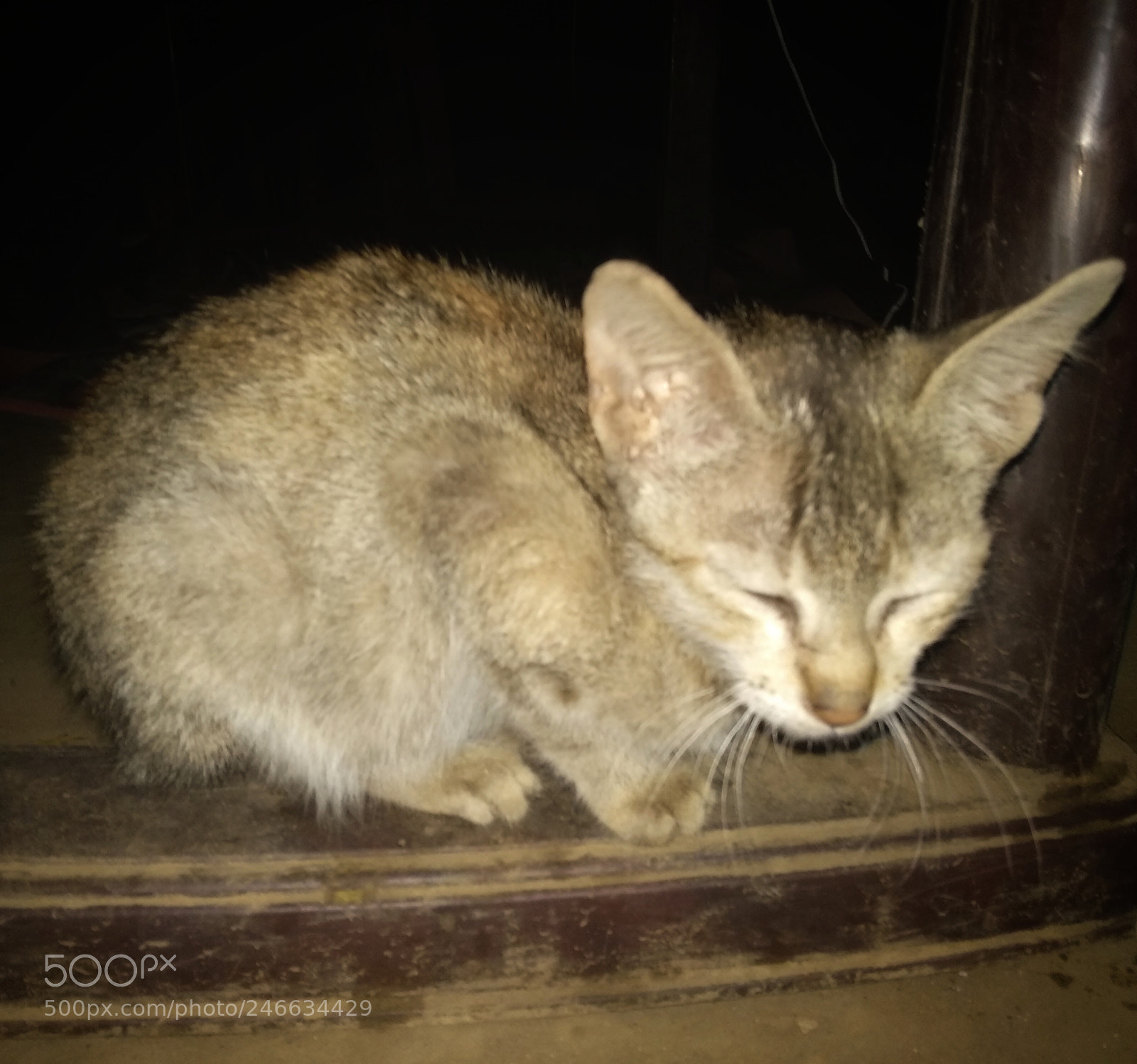 Xiaomi Mi A1 sample photo. A cute cat photography