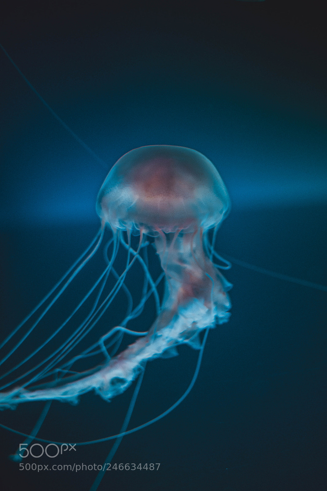 Canon EOS 60D sample photo. Jellfish are so weird photography