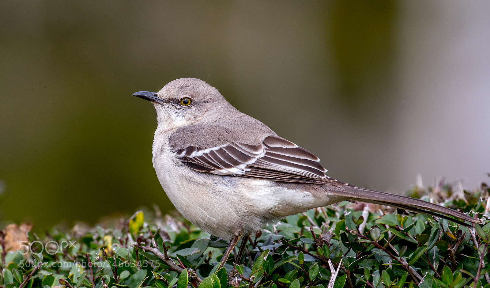 Canon EOS 7D Mark II sample photo. Mockingbird photography