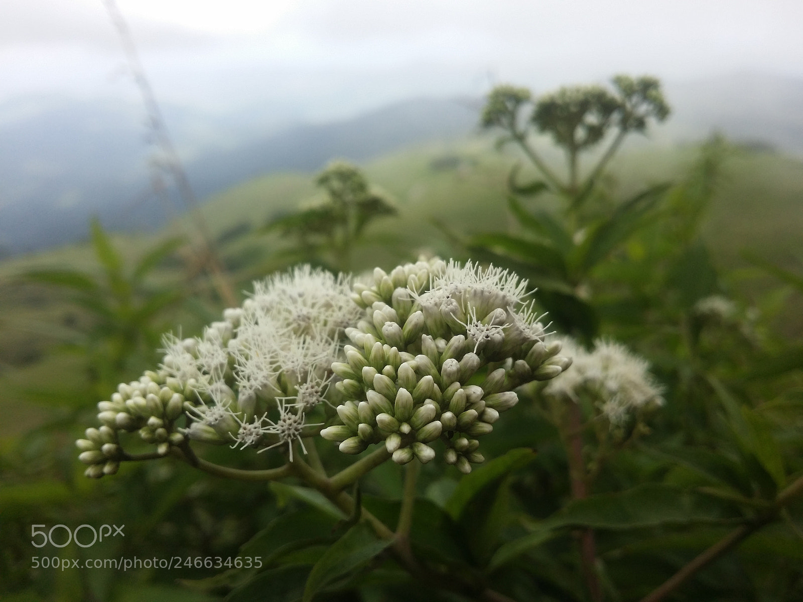 Samsung Galaxy Note5 sample photo. Riverstan in srilanka photography