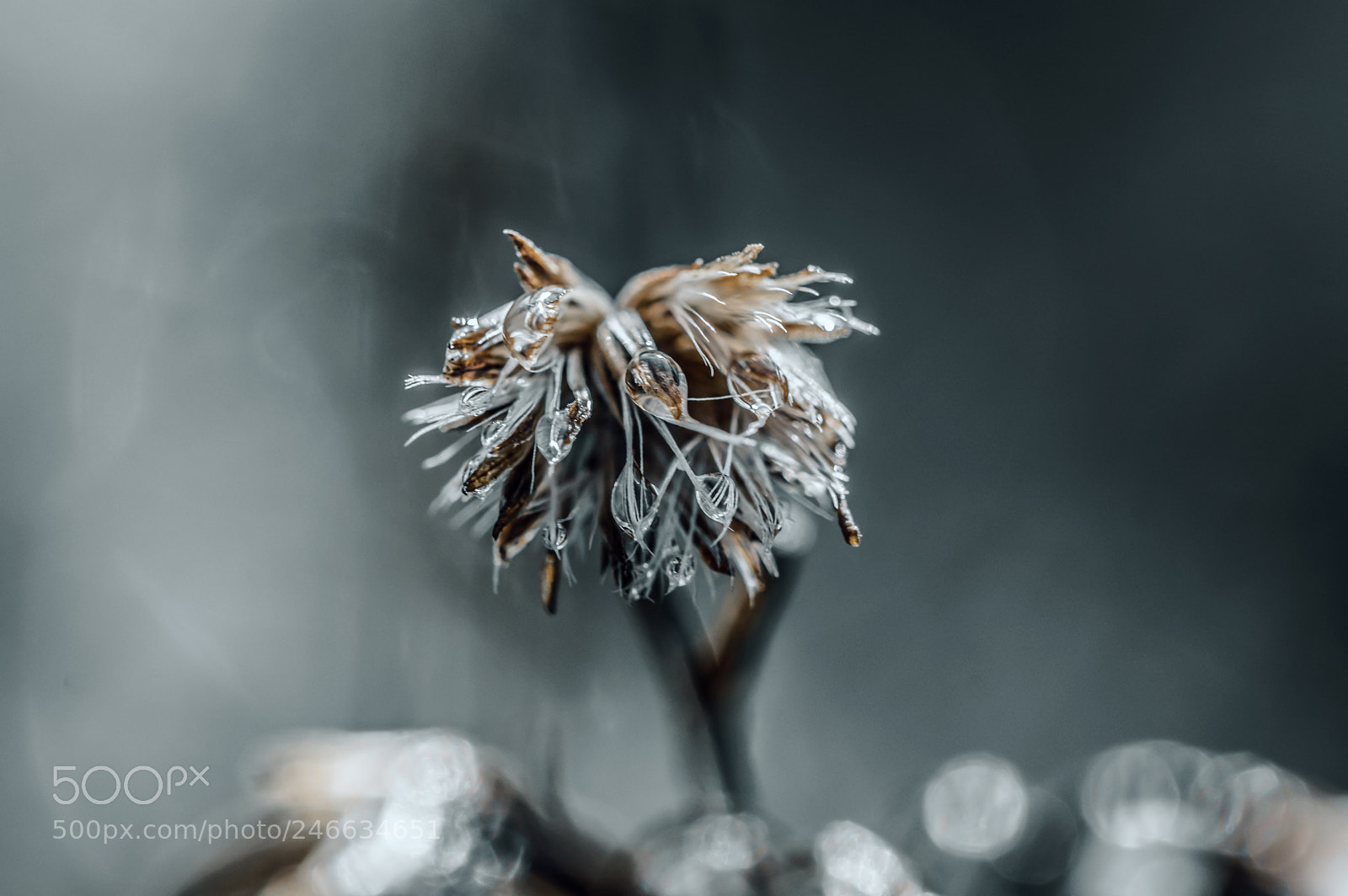 Nikon D3200 sample photo. Ice flower photography