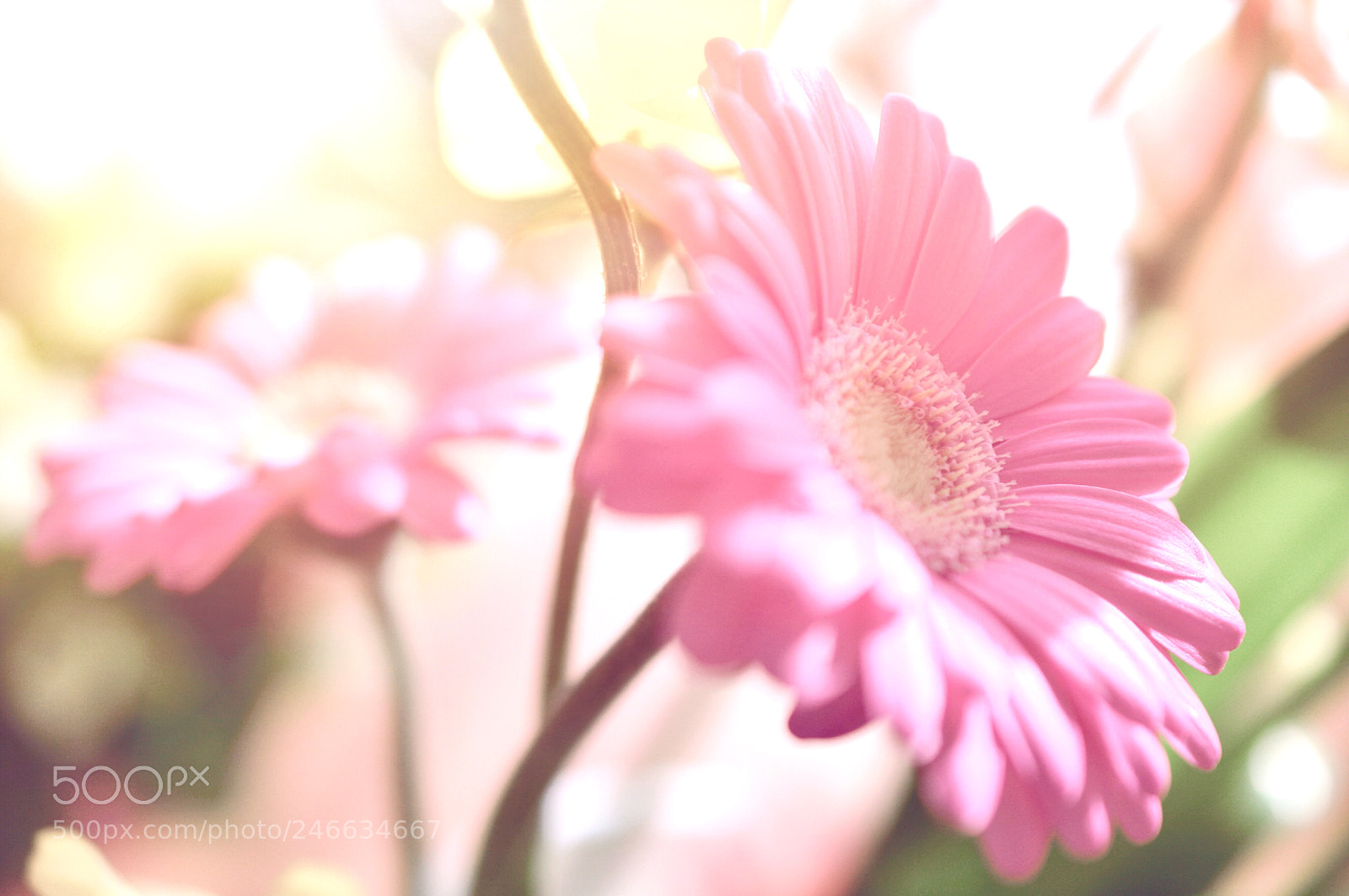 Nikon D3200 sample photo. A sunny day *＊ ♪ photography