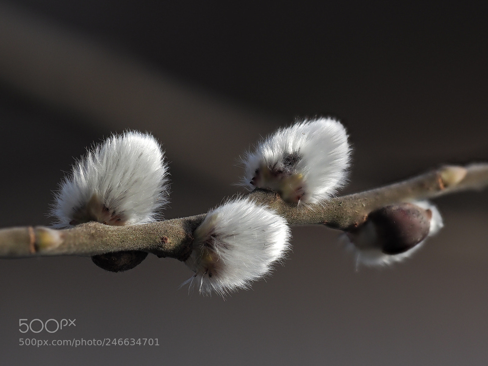 Olympus OM-D E-M1 Mark II sample photo. Catkins photography