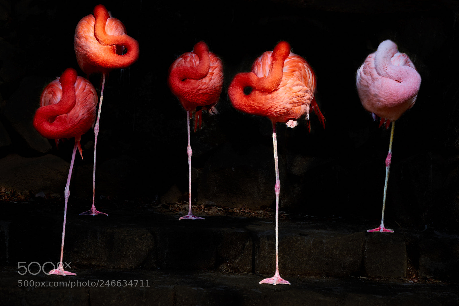 Sony a7 II sample photo. Flamingo in the dark photography