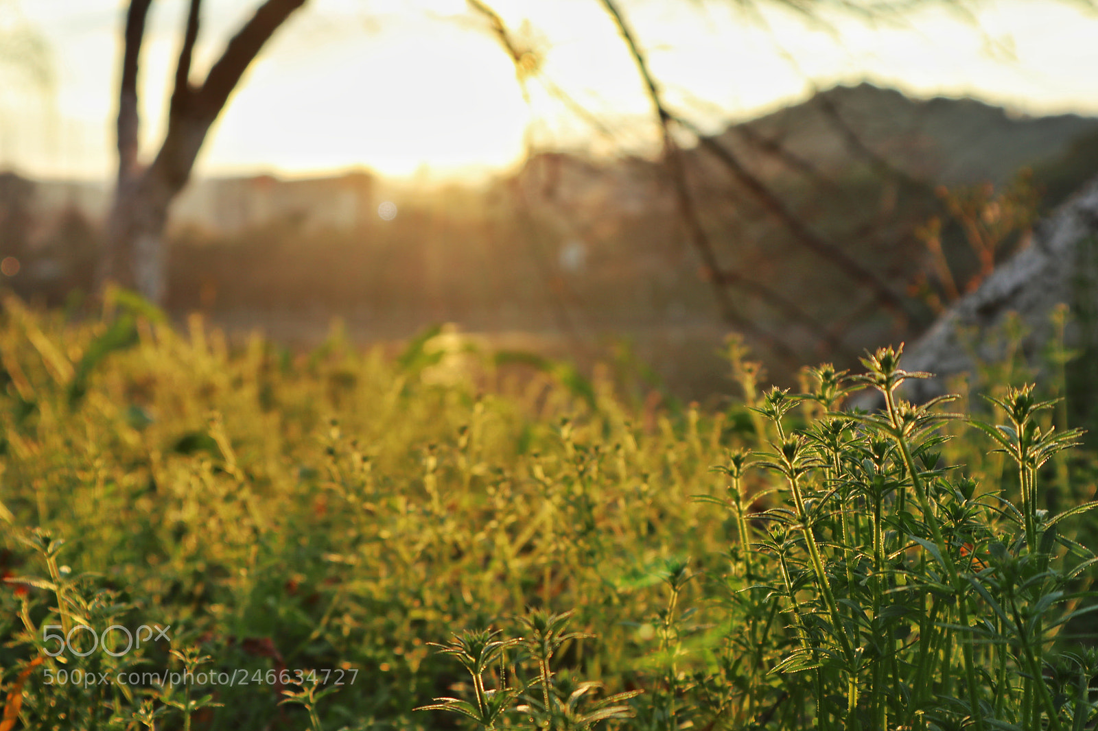 Canon EOS M100 sample photo. Grow photography