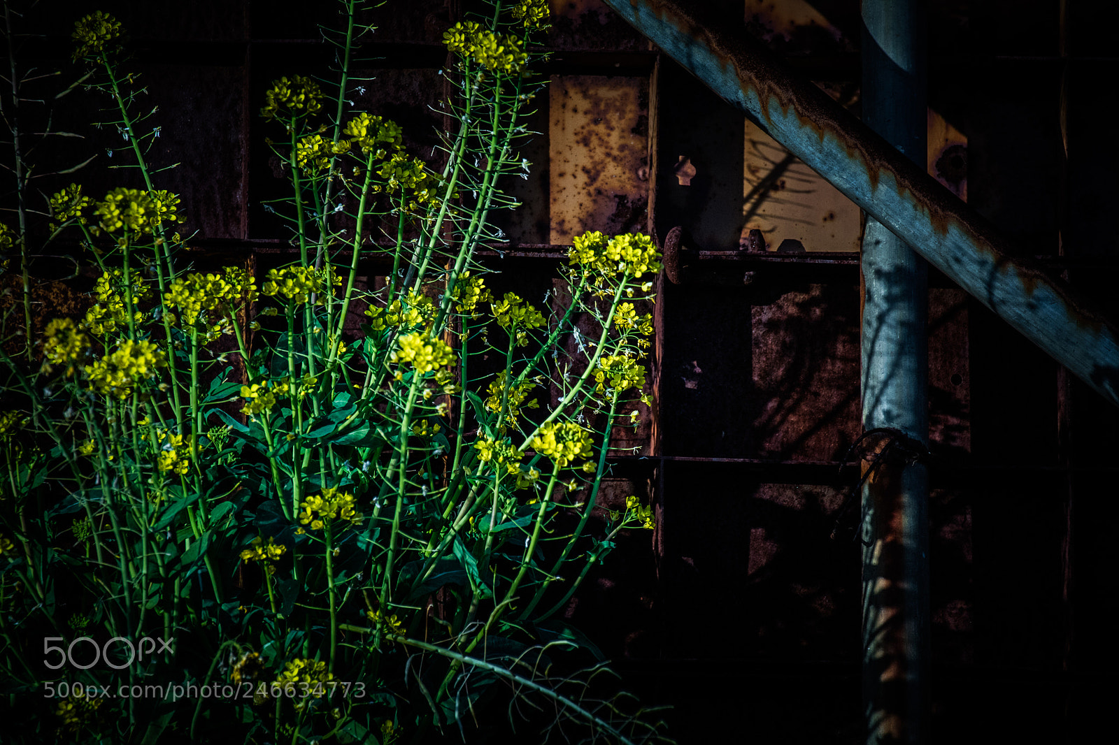 Canon EOS M3 sample photo. Wildflower photography
