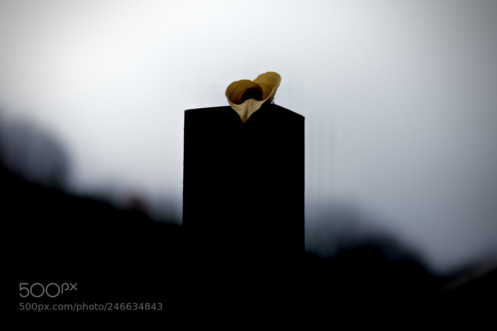 Fujifilm X-T10 sample photo. Yellow hart photography