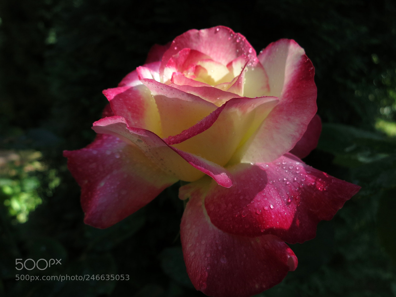 Canon PowerShot S100 sample photo. Rose 'double delight' photography