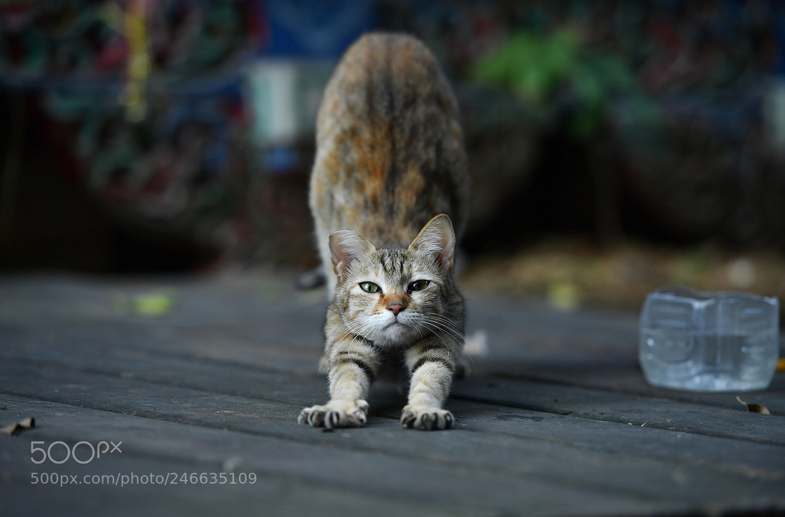 Nikon D5 sample photo. Cat photography
