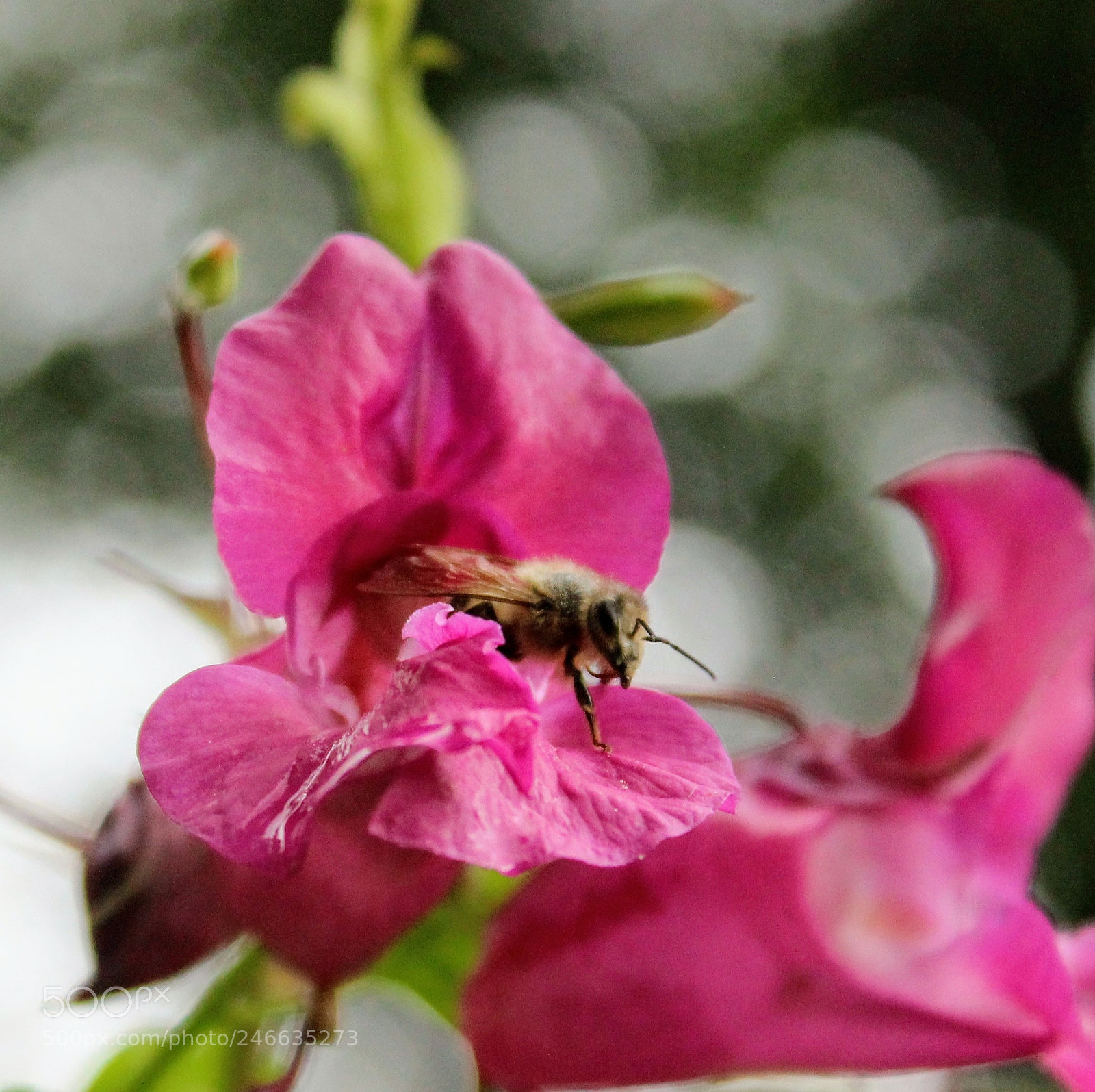 Canon EOS 600D (Rebel EOS T3i / EOS Kiss X5) sample photo. Working hard photography