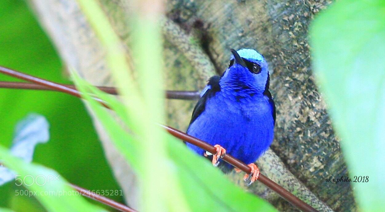 Canon EOS-1Ds Mark III sample photo. Cyanerpes cyaneus photography