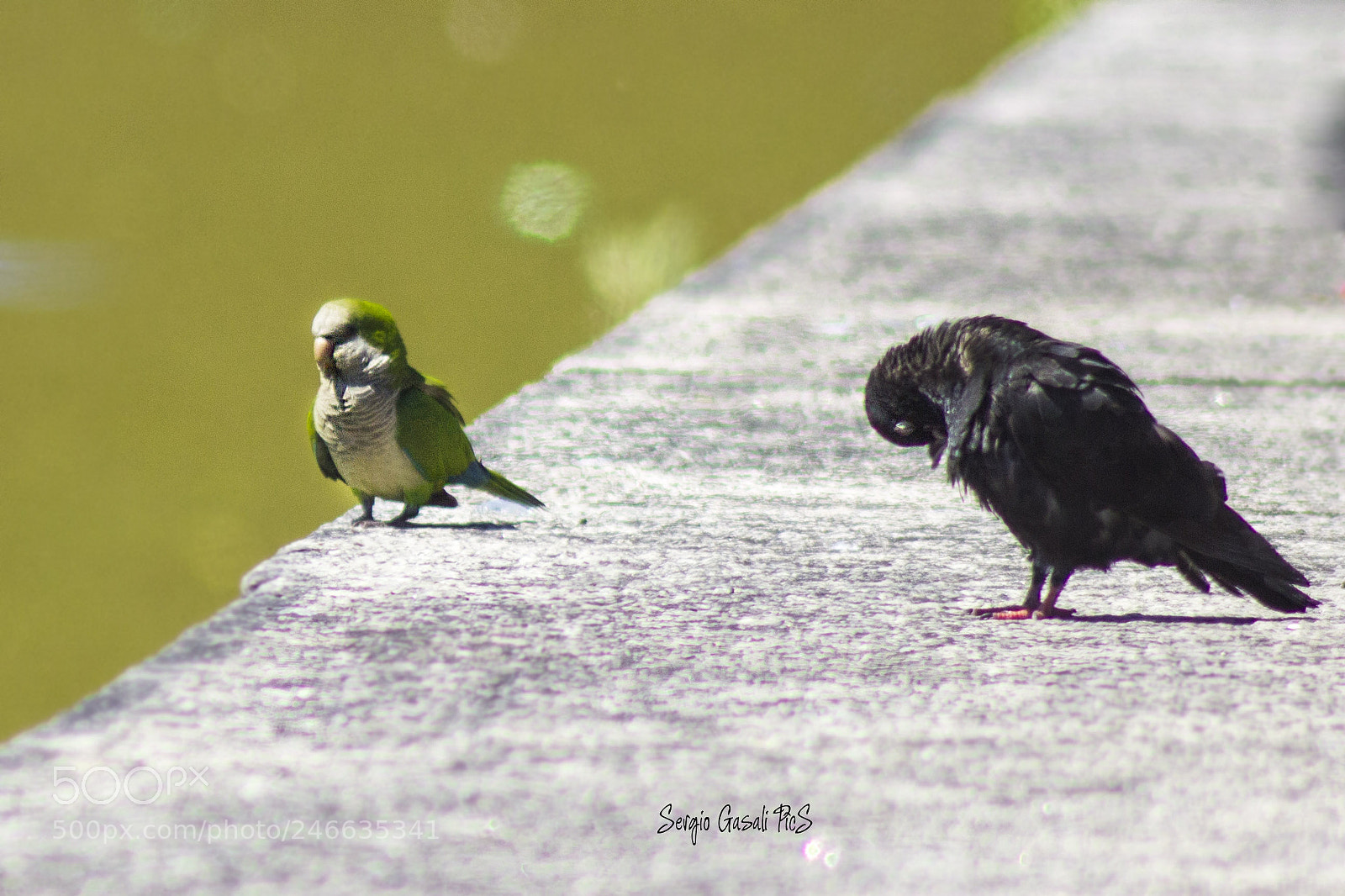 Canon EOS 600D (Rebel EOS T3i / EOS Kiss X5) sample photo. There comes the king photography