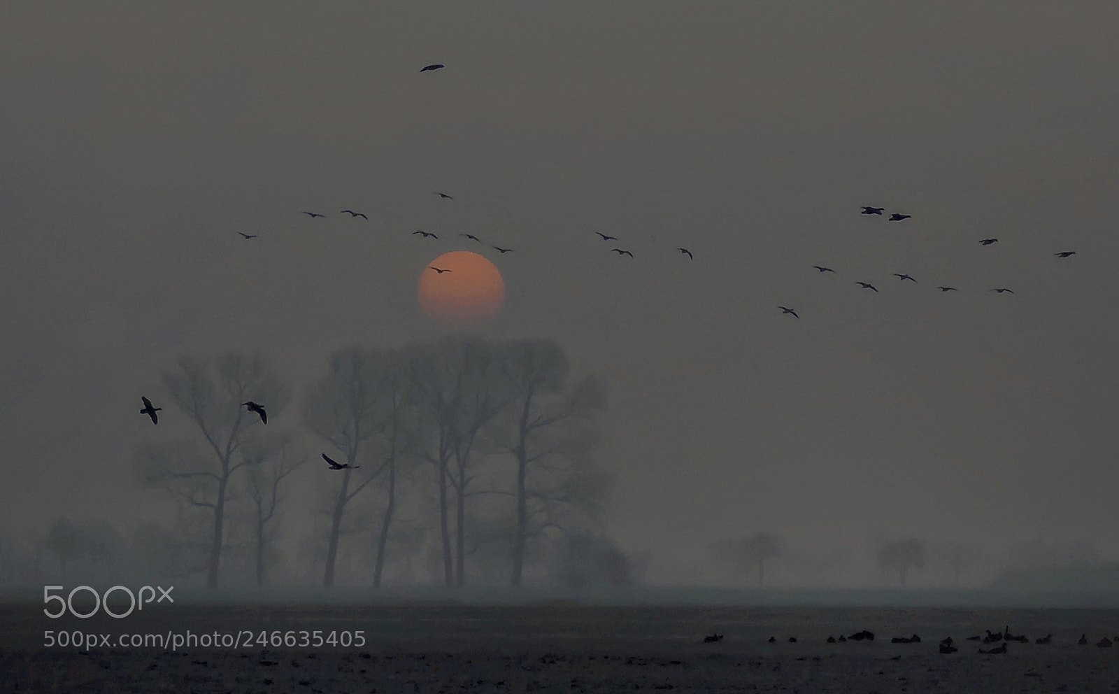 Nikon D2X sample photo. Foggy morning sun photography