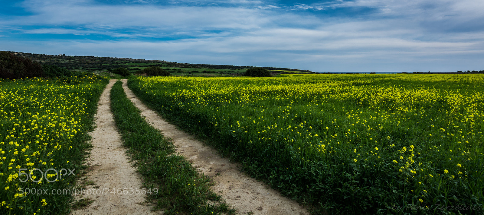 Nikon D5200 sample photo. Through the green photography