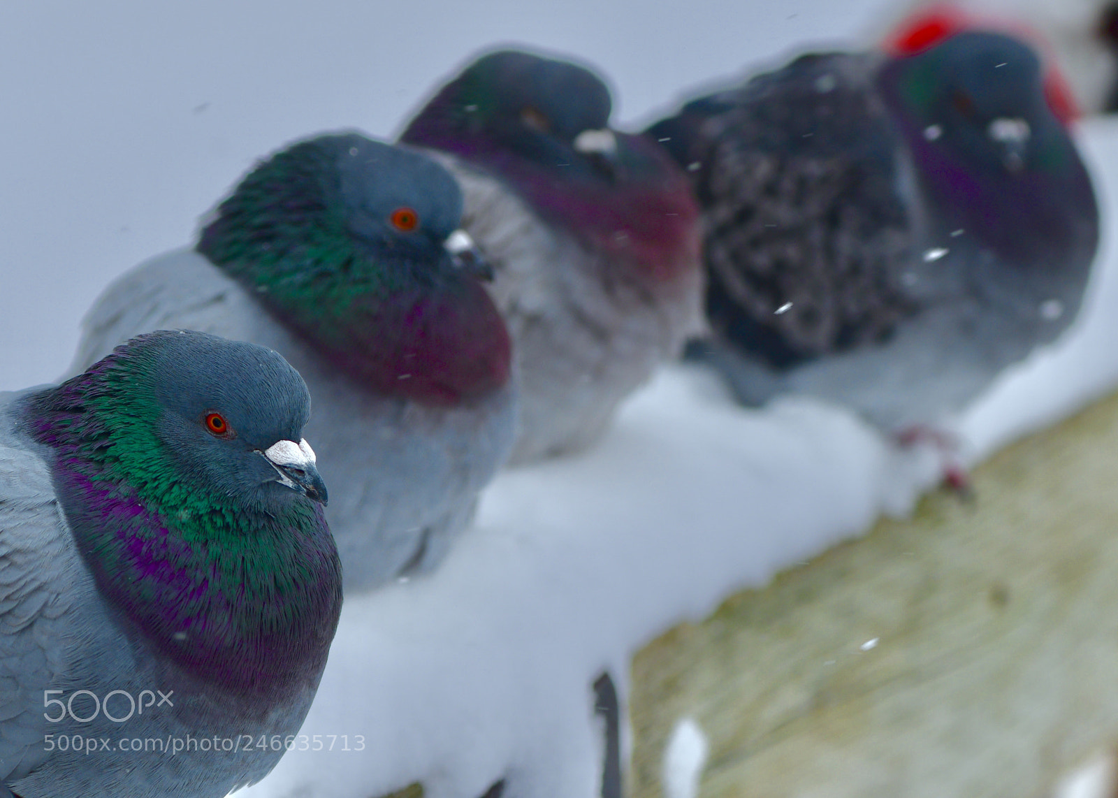 Nikon D850 sample photo. Pigeon on winter photography